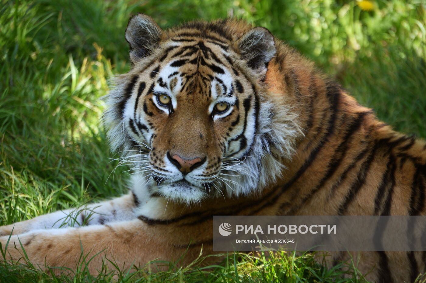 Животные в Приморском сафари-парке