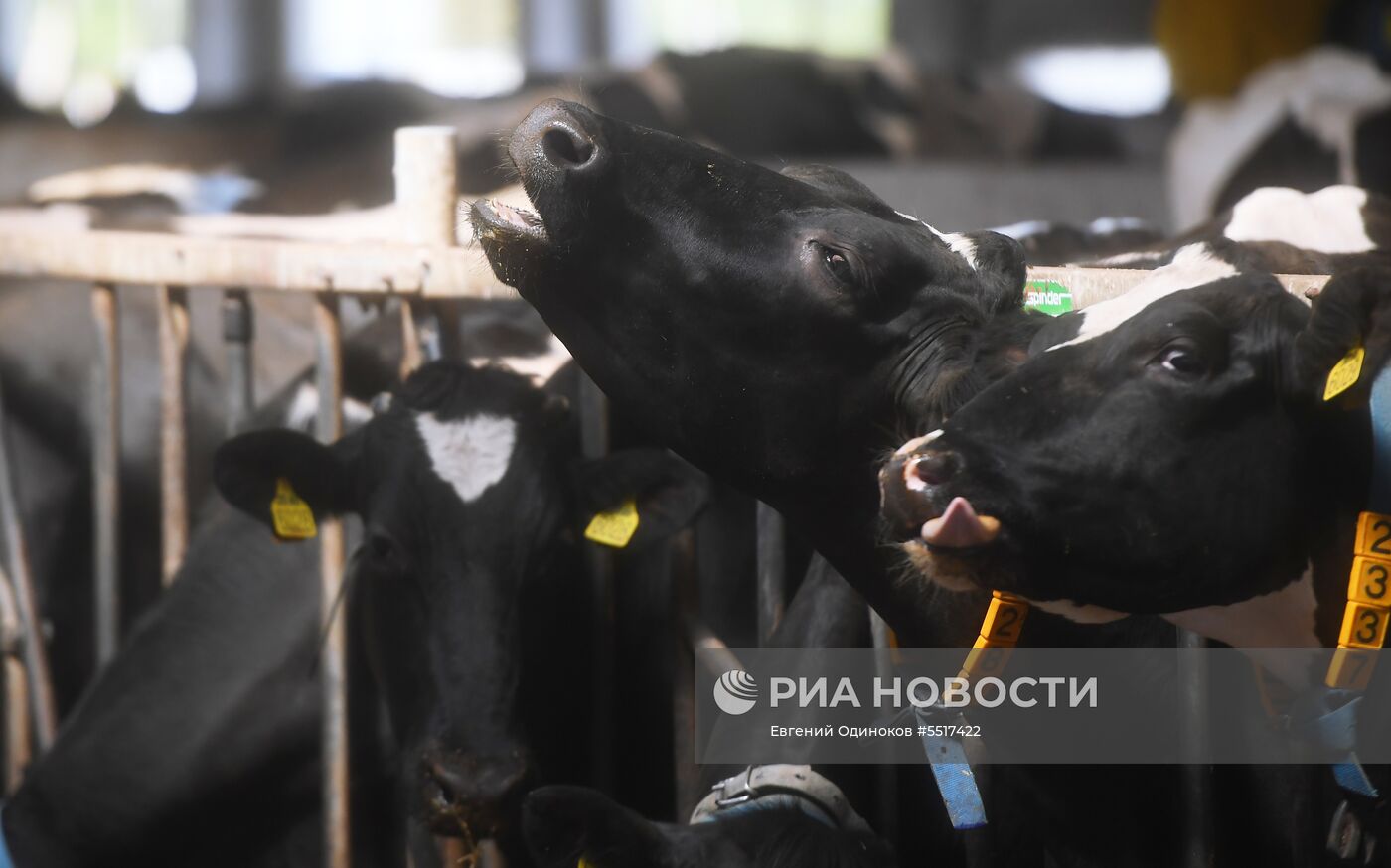 Запуск нового молочного бренда «Семейное дело» от братьев Чебурашкиных