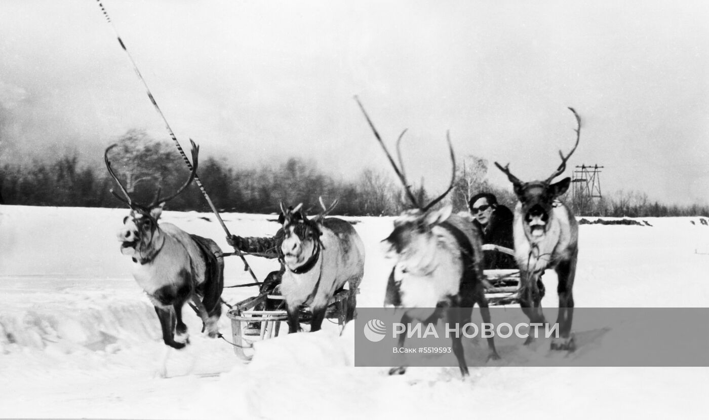Гонки на оленьих упряжках