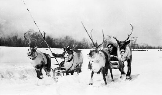 Гонки на оленьих упряжках