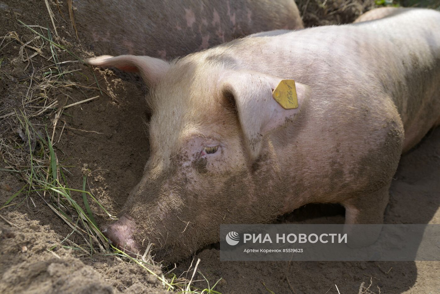 Свинья Роза после операции с помощью робота-хирурга
