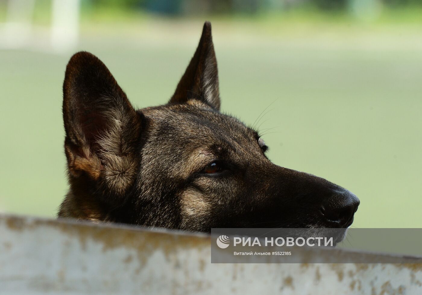 Соревнования кинологов во Владивостоке