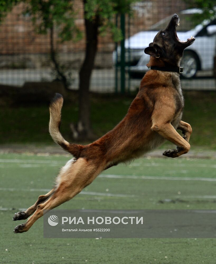 Соревнования кинологов во Владивостоке