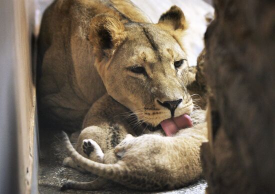 В Екатеринбургском зоопарке родились пятеро африканских львят