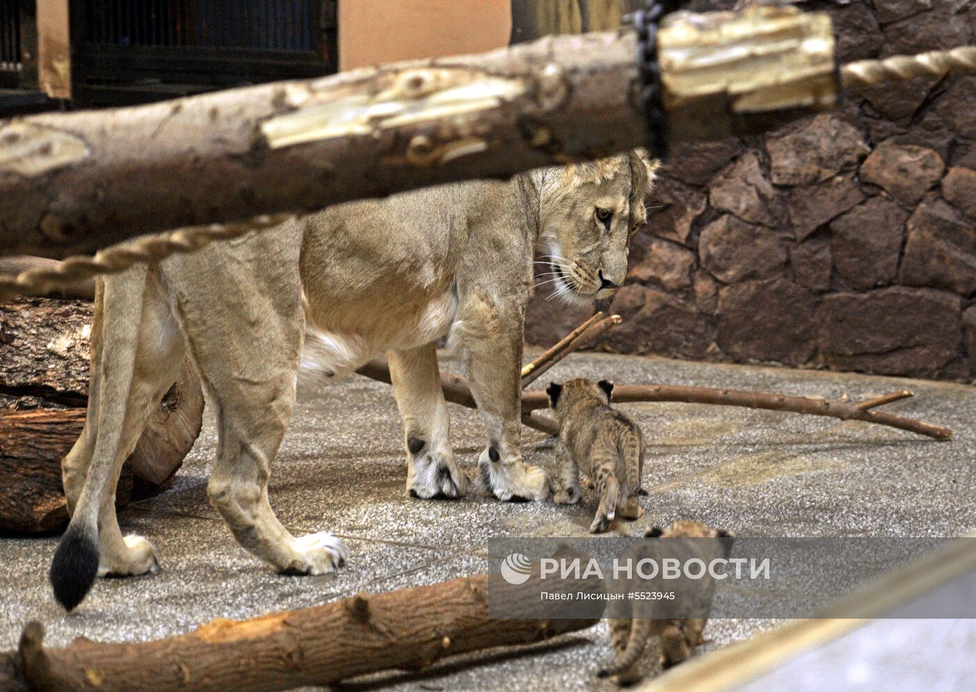 В Екатеринбургском зоопарке родились пятеро африканских львят