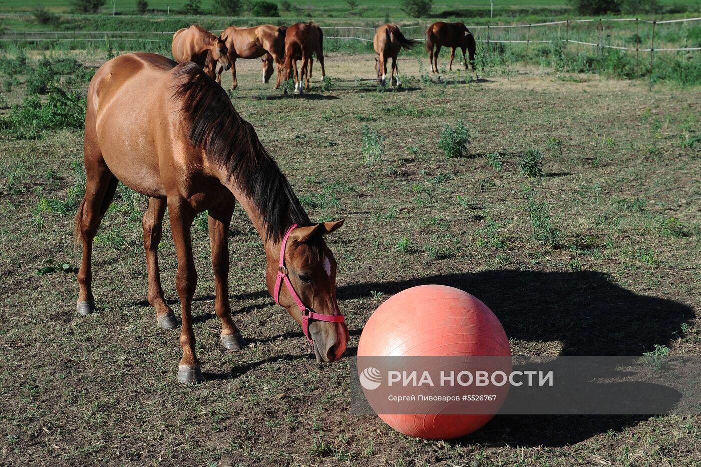 Центр по восстановлению донской породы в Ростовской области
