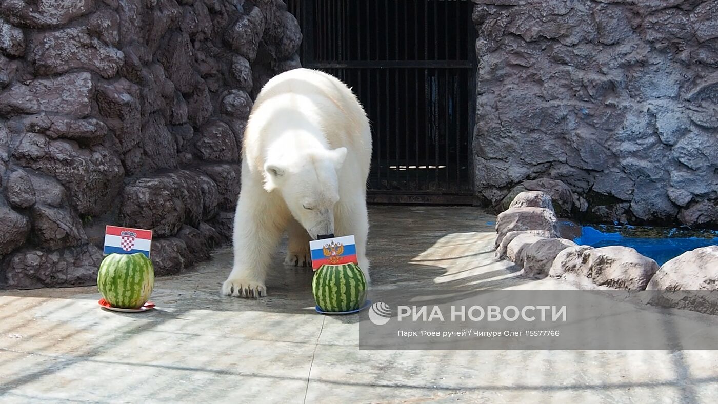 Белая медведица Аврора предсказала результат матча Россия – Хорватия