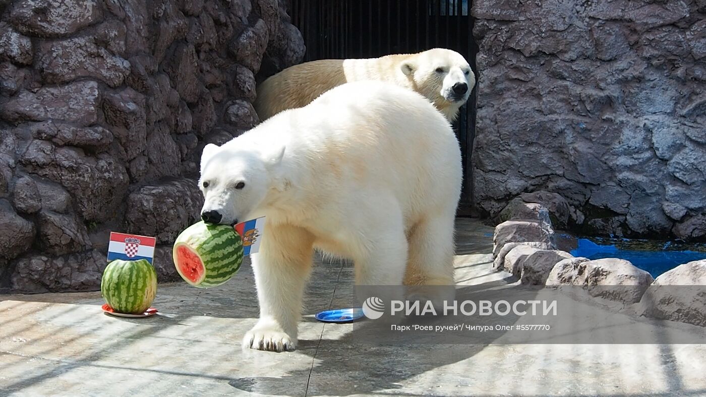 Белая медведица Аврора предсказала результат матча Россия – Хорватия