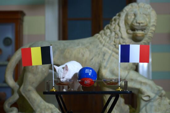 Кот Ахилл предсказал победу сборной Бельгии над сборной Франции в матче ЧМ-2018 по футболу 