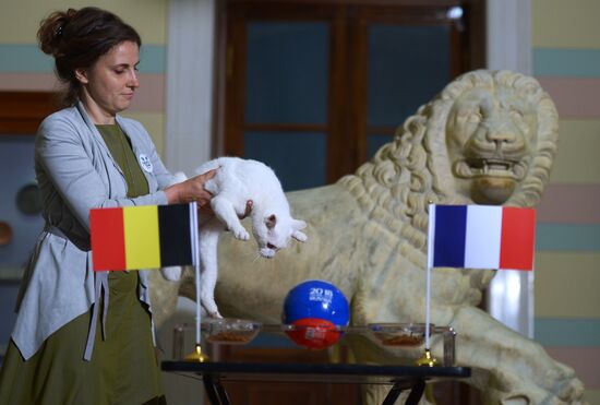 Кот Ахилл предсказал победу сборной Бельгии над сборной Франции в матче ЧМ-2018 по футболу 