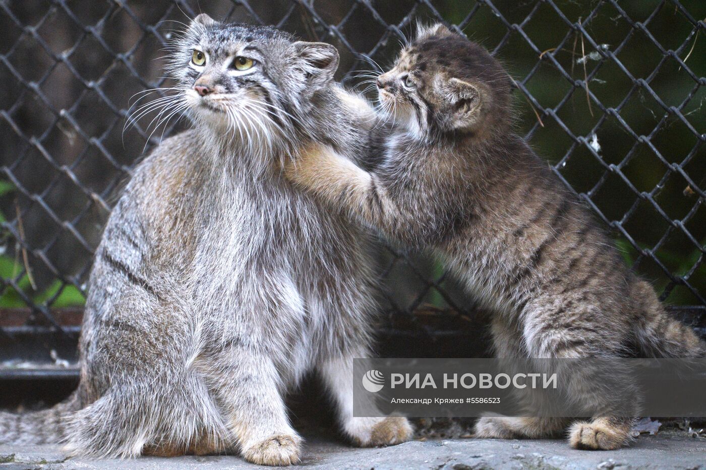 Котята манула в Новосибирском зоопарке