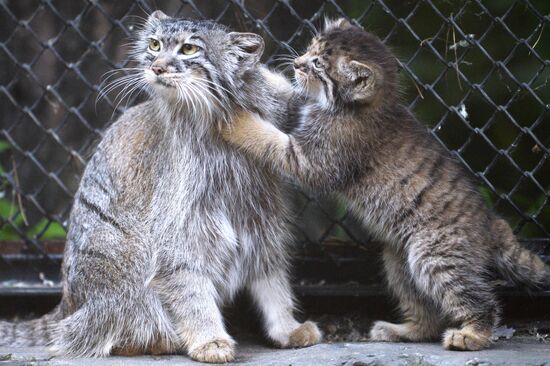 Котята манула в Новосибирском зоопарке