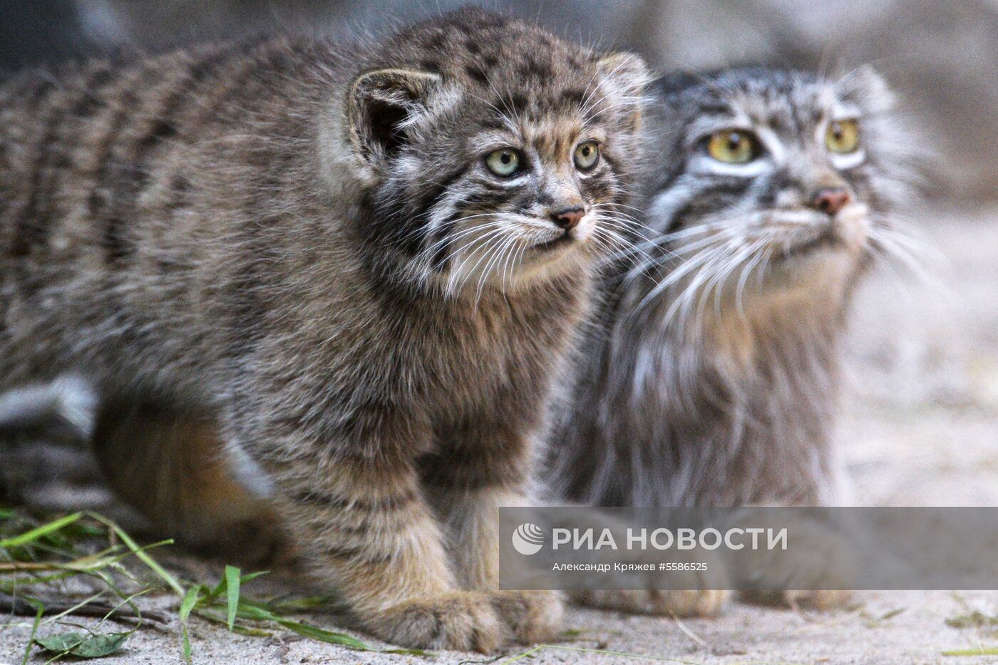 Котята манула в Новосибирском зоопарке