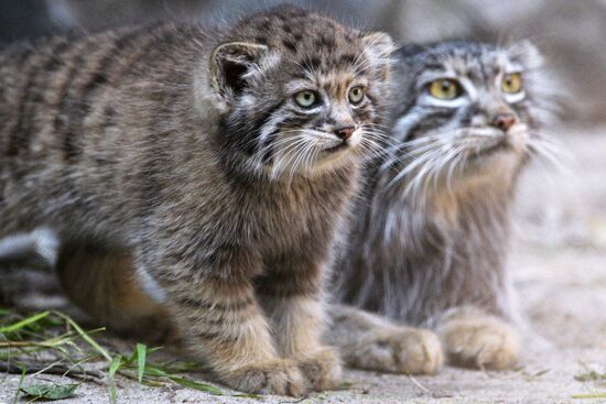 Котята манула в Новосибирском зоопарке