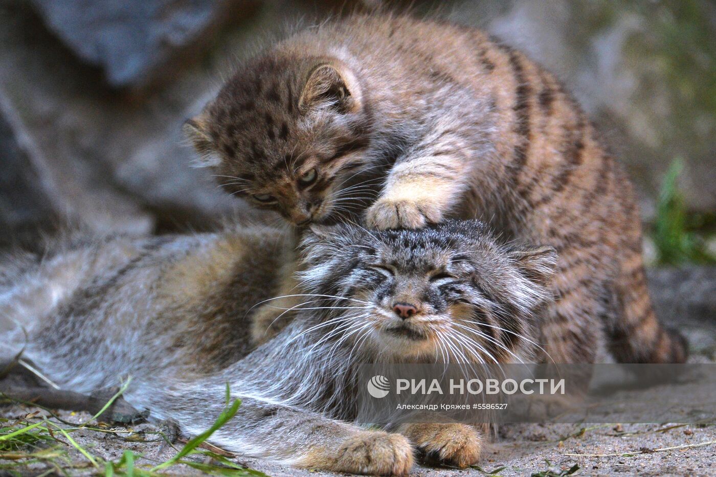 Котята манула в Новосибирском зоопарке