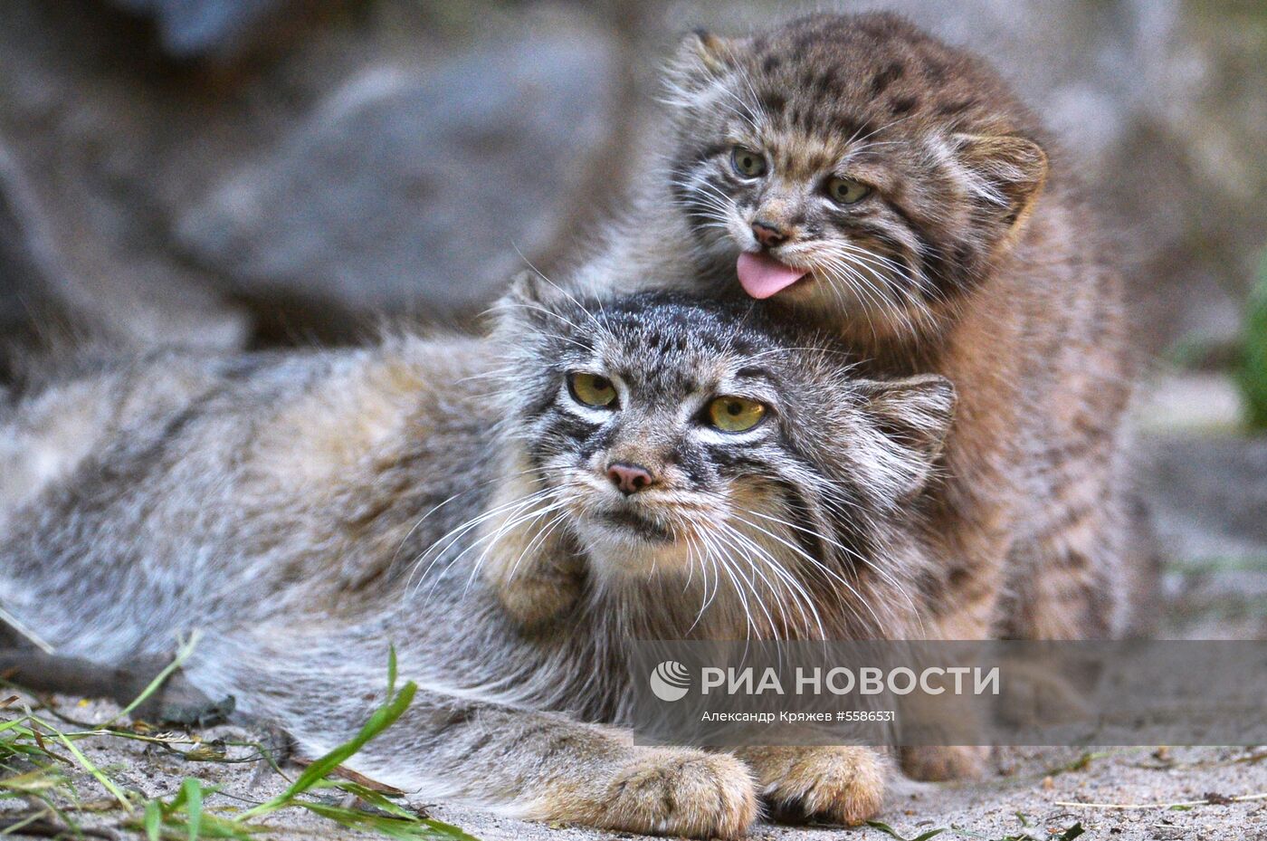 Котята манула в Новосибирском зоопарке