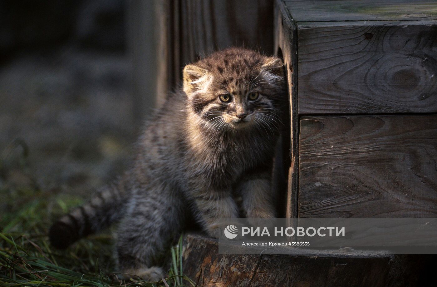 Котята манула в Новосибирском зоопарке