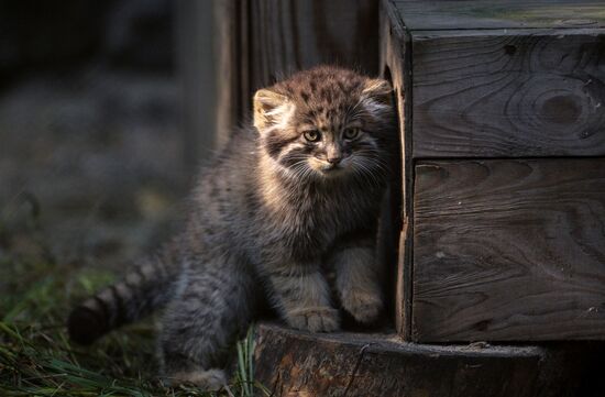 Котята манула в Новосибирском зоопарке