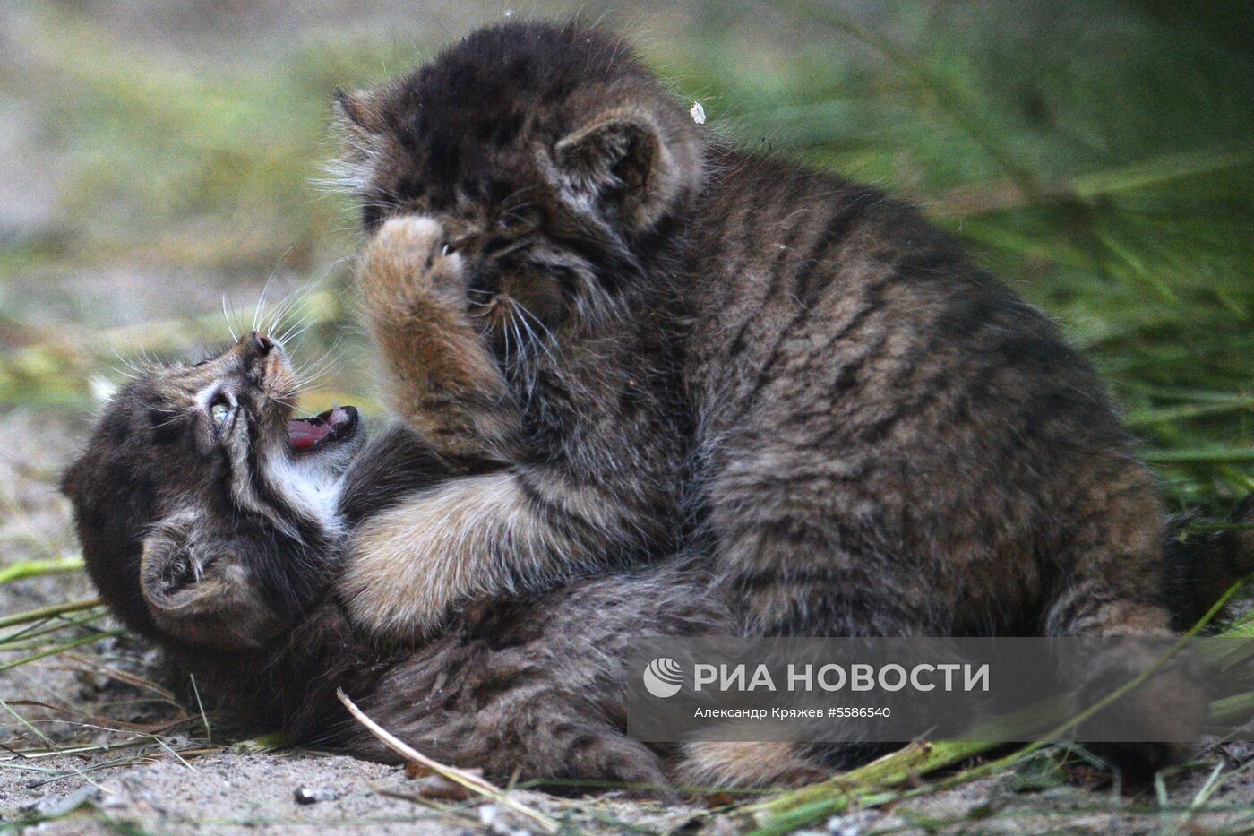 Котята манула в Новосибирском зоопарке