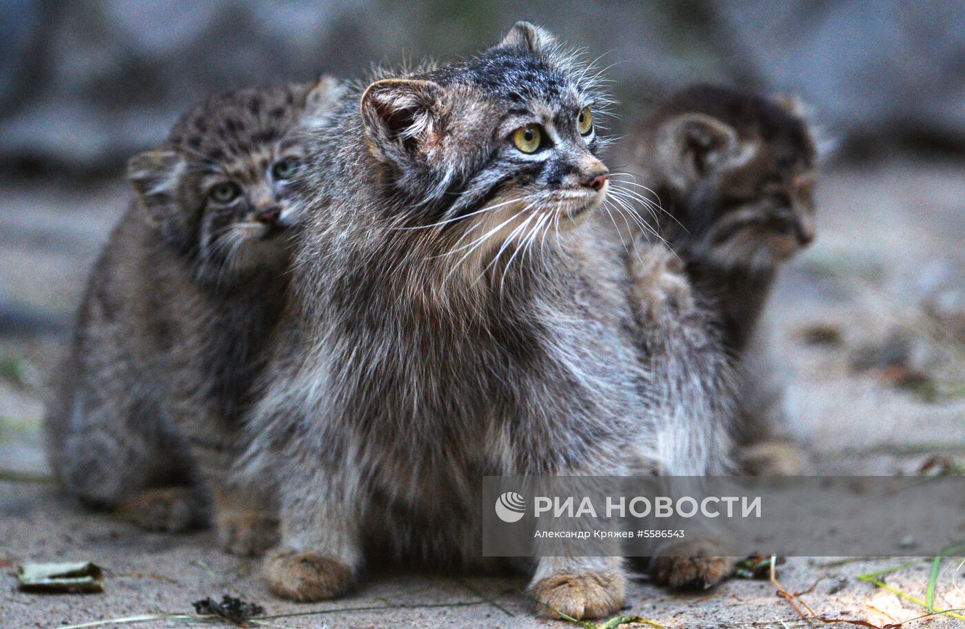 Котята манула в Новосибирском зоопарке