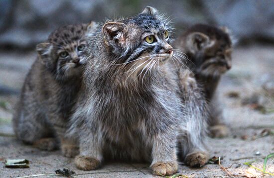 Котята манула в Новосибирском зоопарке
