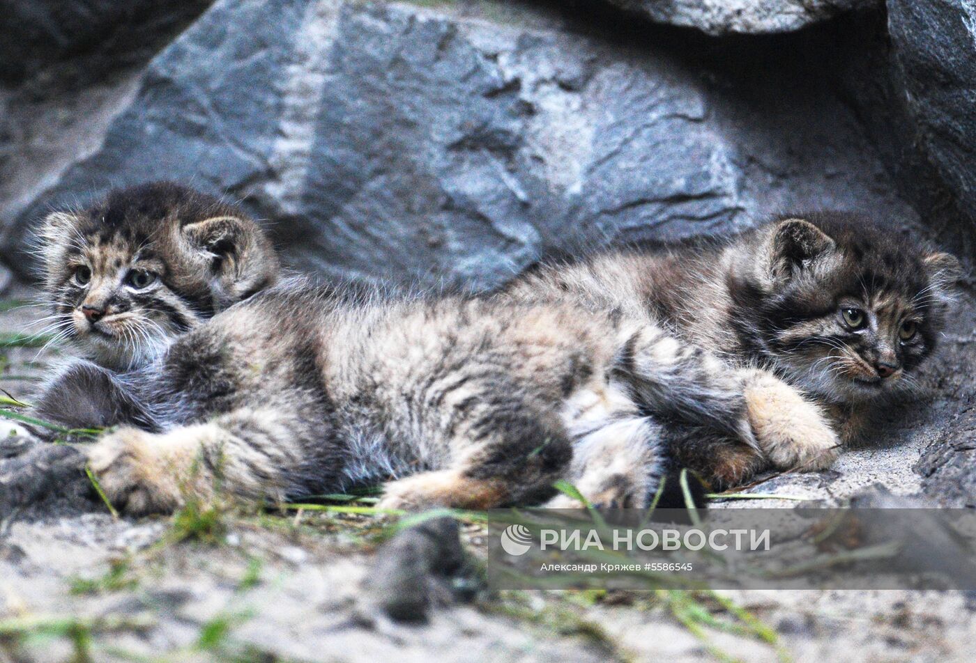 Котята манула в Новосибирском зоопарке