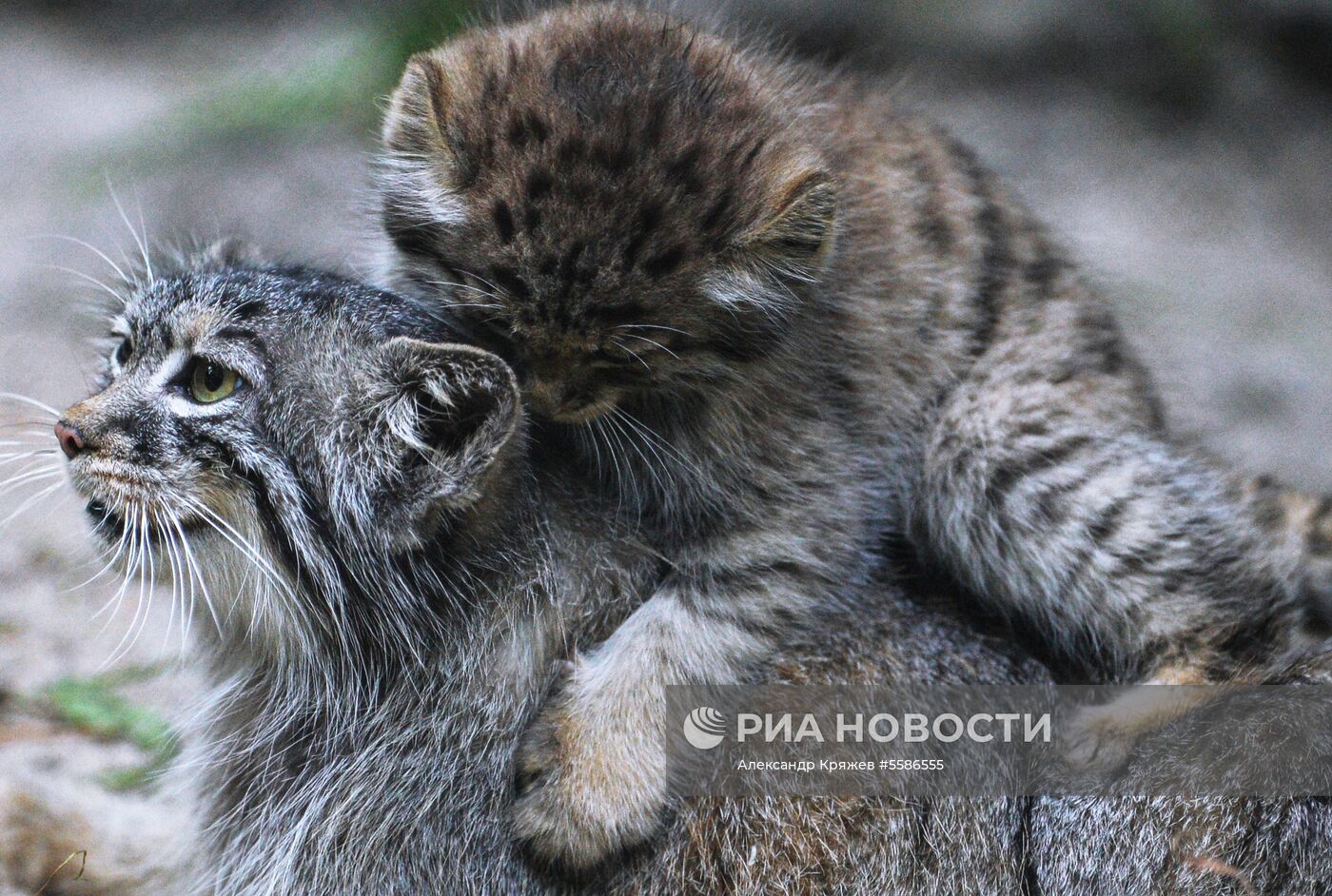 Котята манула в Новосибирском зоопарке
