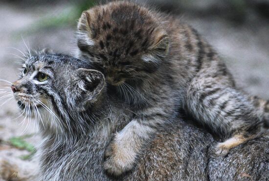 Котята манула в Новосибирском зоопарке