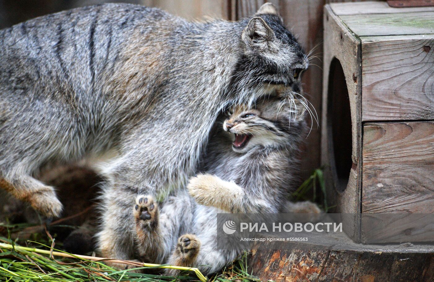 Котята манула в Новосибирском зоопарке