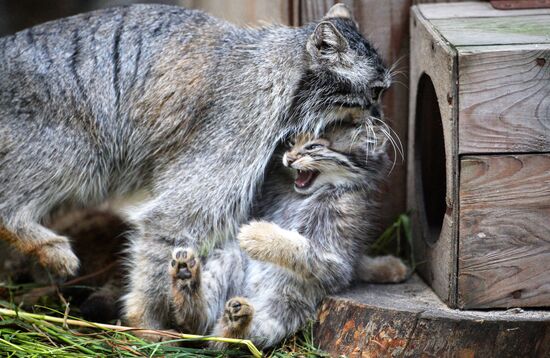 Котята манула в Новосибирском зоопарке