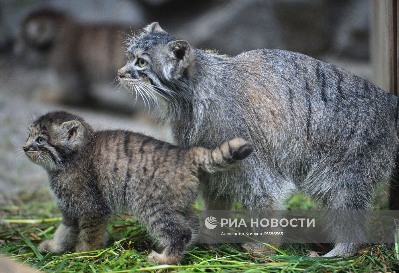 Котята манула в Новосибирском зоопарке