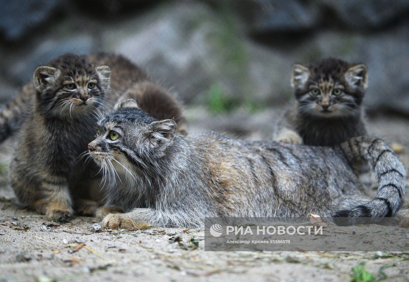 Котята манула в Новосибирском зоопарке