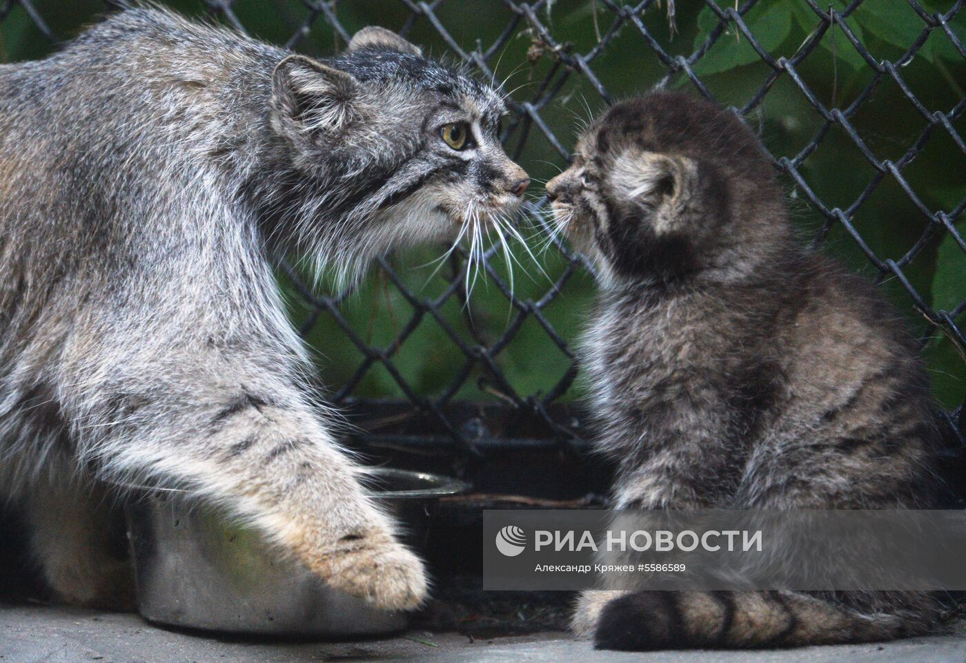 Котята манула в Новосибирском зоопарке