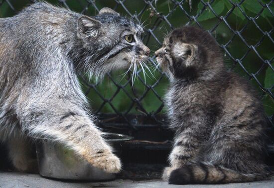 Котята манула в Новосибирском зоопарке