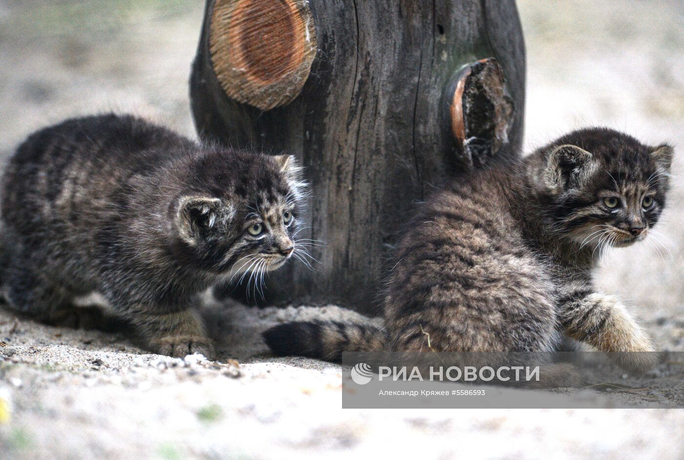 Котята манула в Новосибирском зоопарке