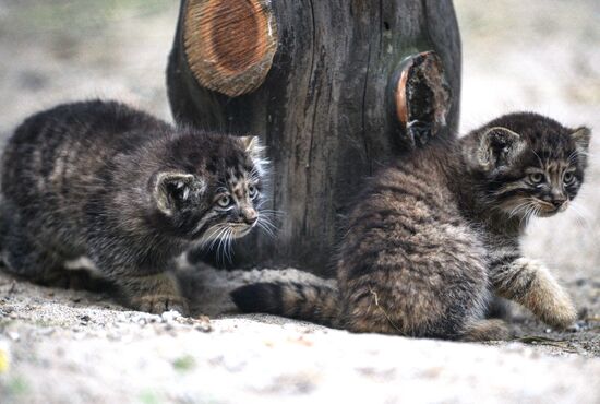 Котята манула в Новосибирском зоопарке