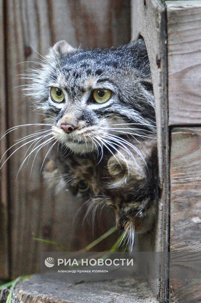 Котята манула в Новосибирском зоопарке
