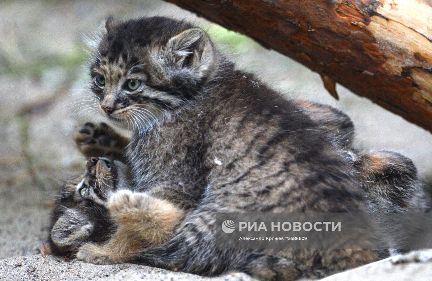 Котята манула в Новосибирском зоопарке