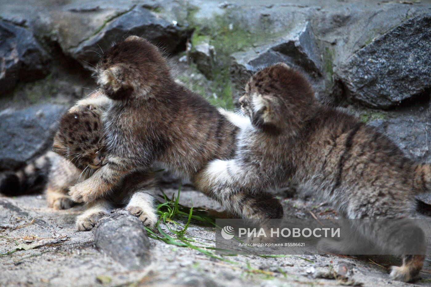 Котята манула в Новосибирском зоопарке