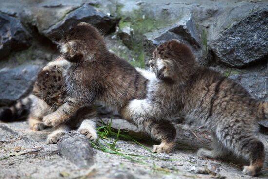 Котята манула в Новосибирском зоопарке
