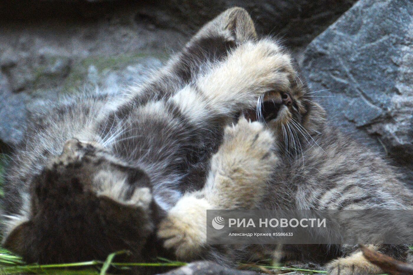 Котята манула в Новосибирском зоопарке