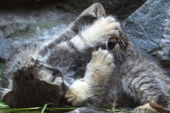 Котята манула в Новосибирском зоопарке