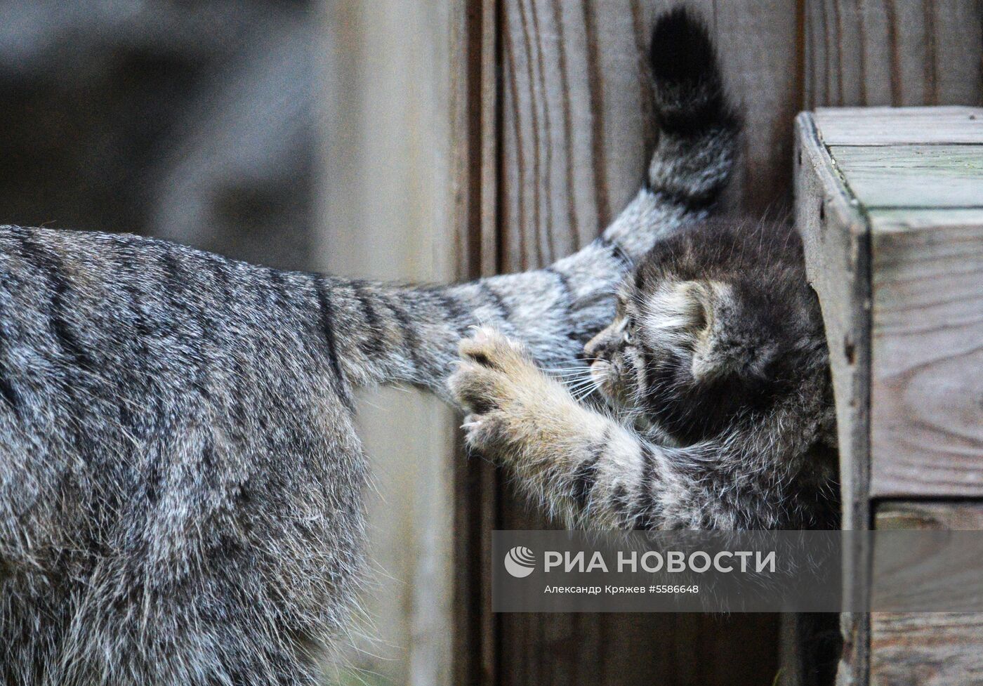 Котята манула в Новосибирском зоопарке