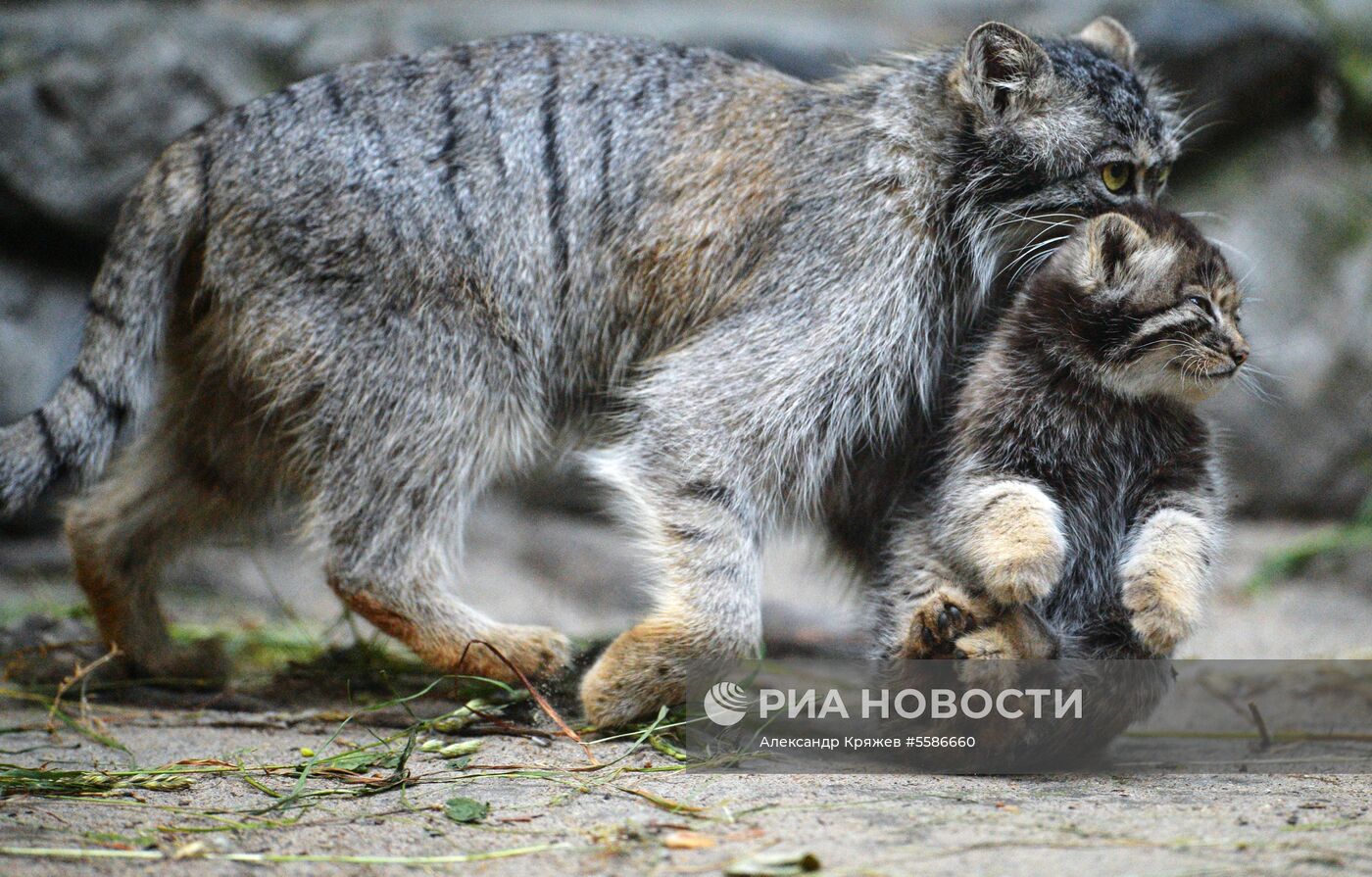 Котята манула в Новосибирском зоопарке
