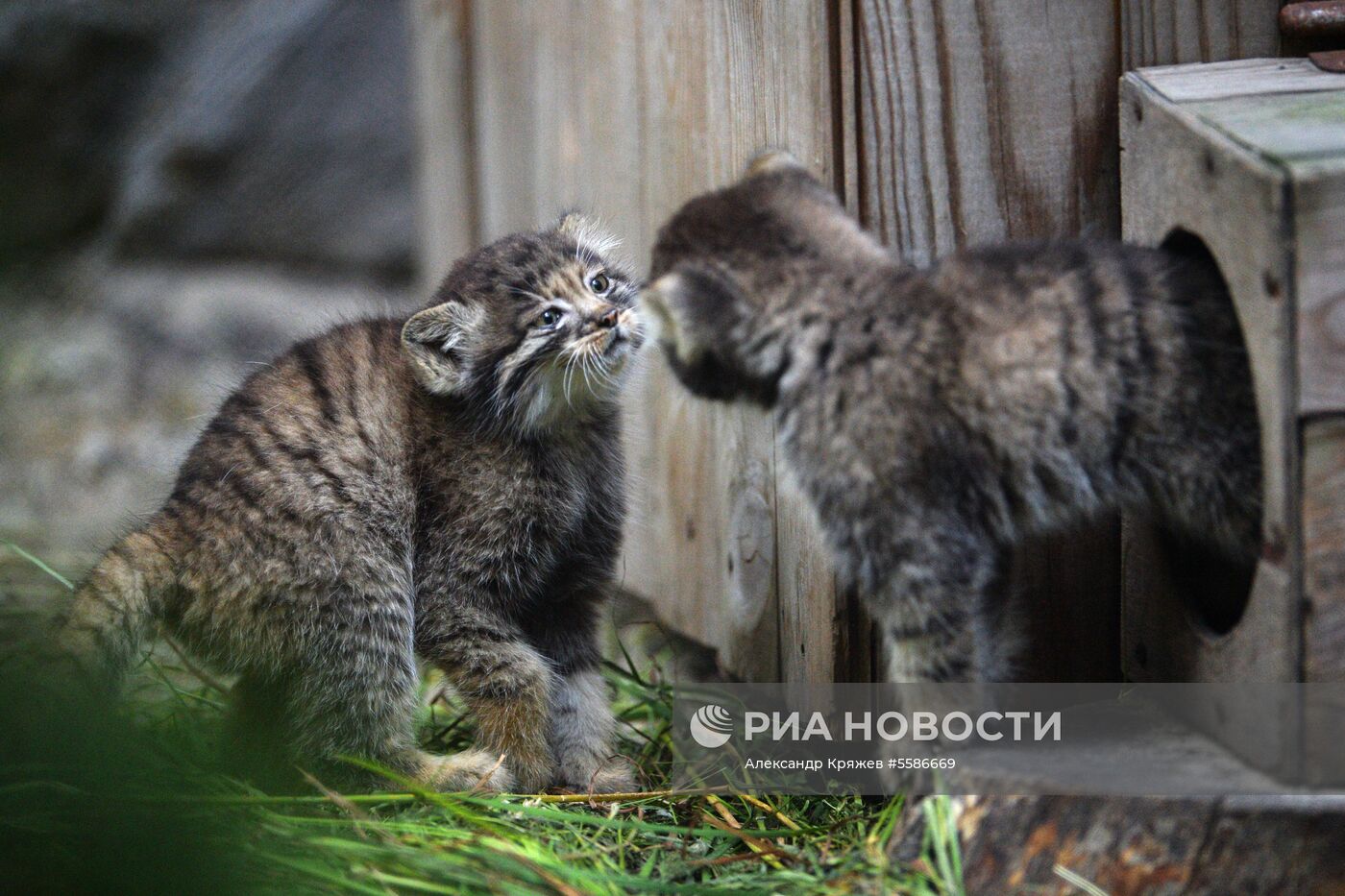 Котята манула в Новосибирском зоопарке