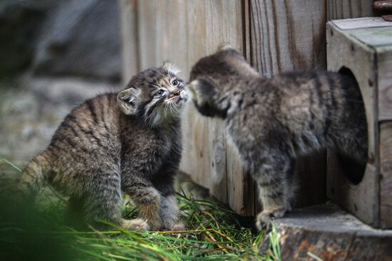Котята манула в Новосибирском зоопарке