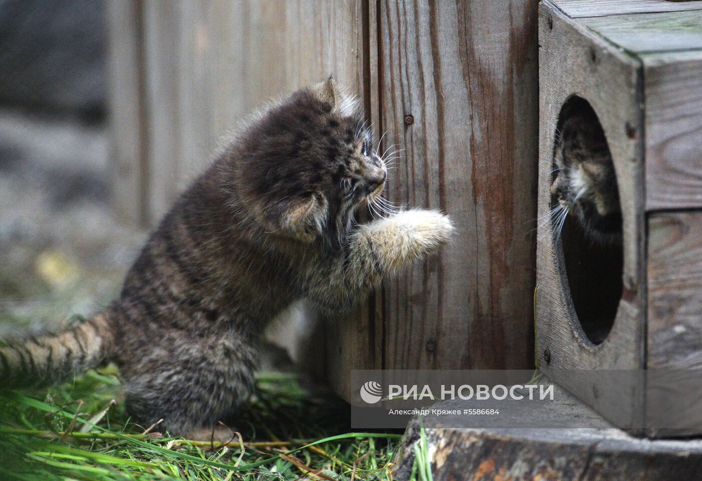 Котята манула в Новосибирском зоопарке