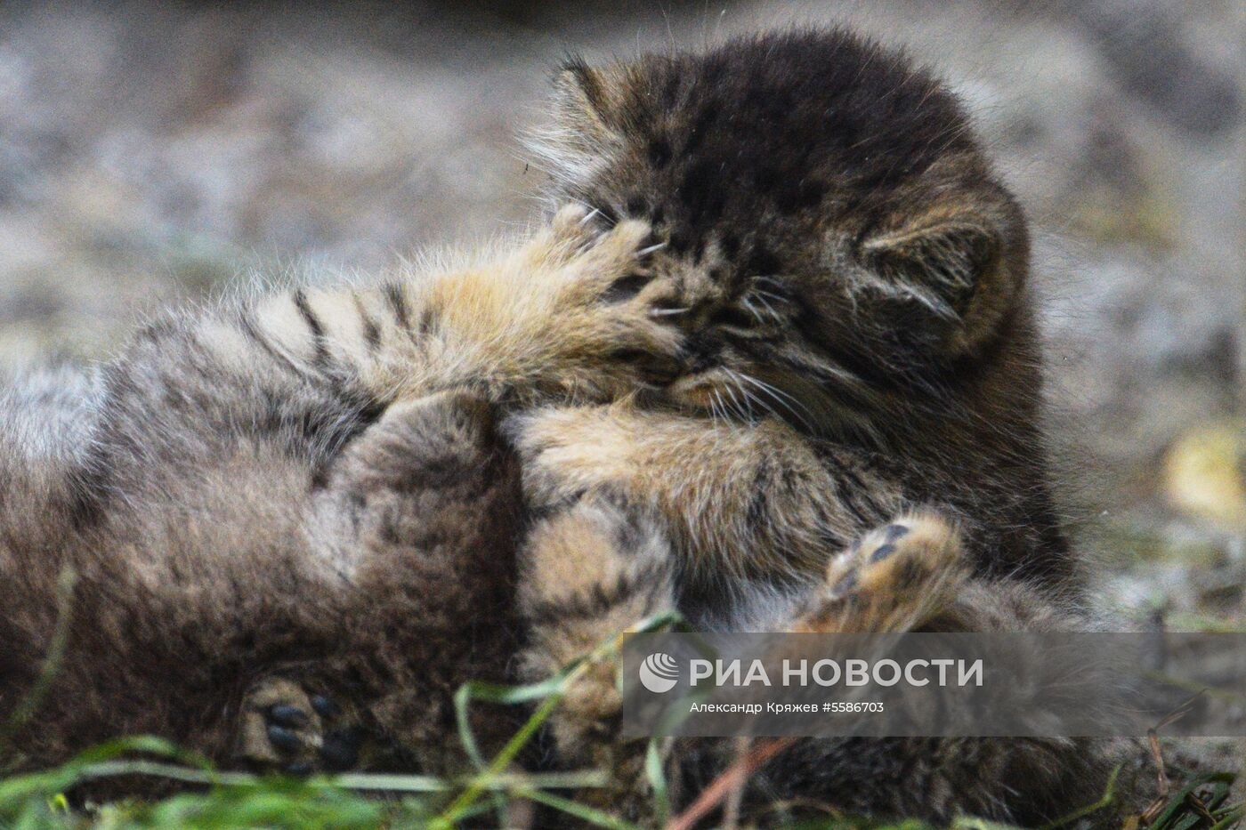 Котята манула в Новосибирском зоопарке