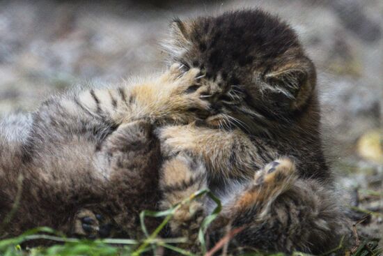 Котята манула в Новосибирском зоопарке
