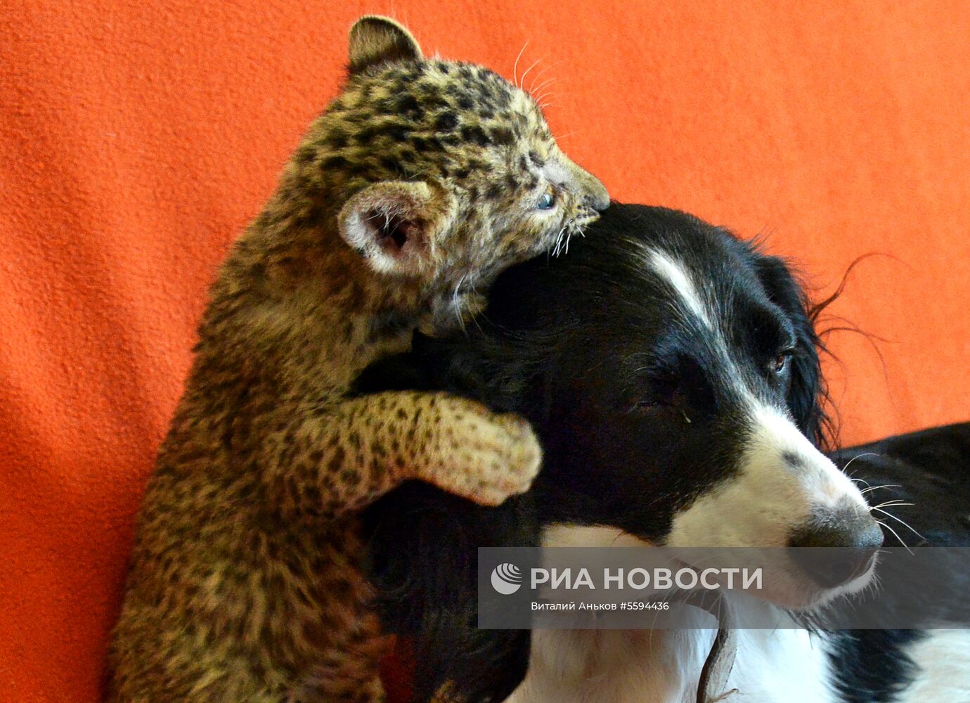 Кокер-спаниель воспитывает котенка леопарда во Владивостоке